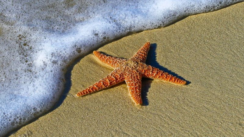 Starfish & Bird island